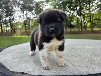 STCO FEMALE #1, a female Akita for sale in Mountain Grove, MO – 7 of 10