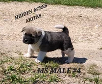 MS MALE #4, a male Akita for sale in Mountain Grove, MO – Photo 6 of 10