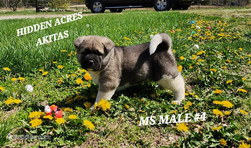 MS MALE #4
