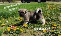 MS MALE #4, a male Akita for sale in Mountain Grove, MO – Photo 1 of 10