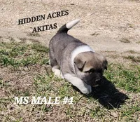 MS MALE #4, a male Akita for sale in Mountain Grove, MO – Photo 9 of 10