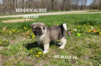 MS MALE #4, a male Akita for sale in Mountain Grove, MO – Photo 5 of 10