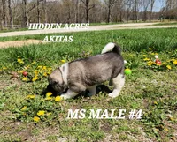 MS MALE #4, a male Akita for sale in Mountain Grove, MO – Photo 2 of 10