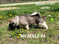 MS MALE #4, a male Akita for sale in Mountain Grove, MO – Photo 4 of 10