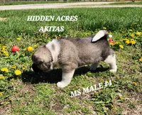 MS MALE #4, a male Akita for sale in Mountain Grove, MO – Photo 3 of 10