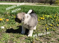 MS MALE #4, a male Akita for sale in Mountain Grove, MO – Photo 8 of 10