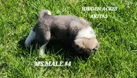 MS MALE #4, a male Akita for sale in Mountain Grove, MO – Photo 10 of 10