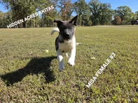 MISA FEMALE #3, a female Akita for sale in Mountain Grove, MO – 7 of 10