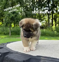 SICO MALE #2, a male Akita for sale in Mountain Grove, MO – 7 of 10