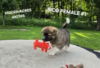 SICO FEMALE #1, a female Akita for sale in Mountain Grove, MO – 5 of 10