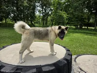 JOSR FEMALE #2, a female Akita for sale in Mountain Grove, MO – 1 of 10