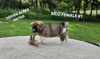 SICO FEMALE #1, a female Akita for sale in Mountain Grove, MO – 3 of 10