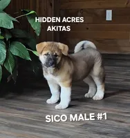 SICO MALE #1, a male Akita for sale in Mountain Grove, MO – 7 of 10