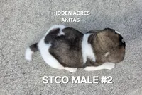 STCO MALE #2, a male Akita for sale in Mountain Grove, MO – 4 of 10