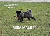 MISA NALE #1, a male Akita for sale in Mountain Grove, MO – 6 of 9