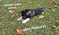 MISA FEMALE #1, a female Akita for sale in Mountain Grove, MO – 8 of 10