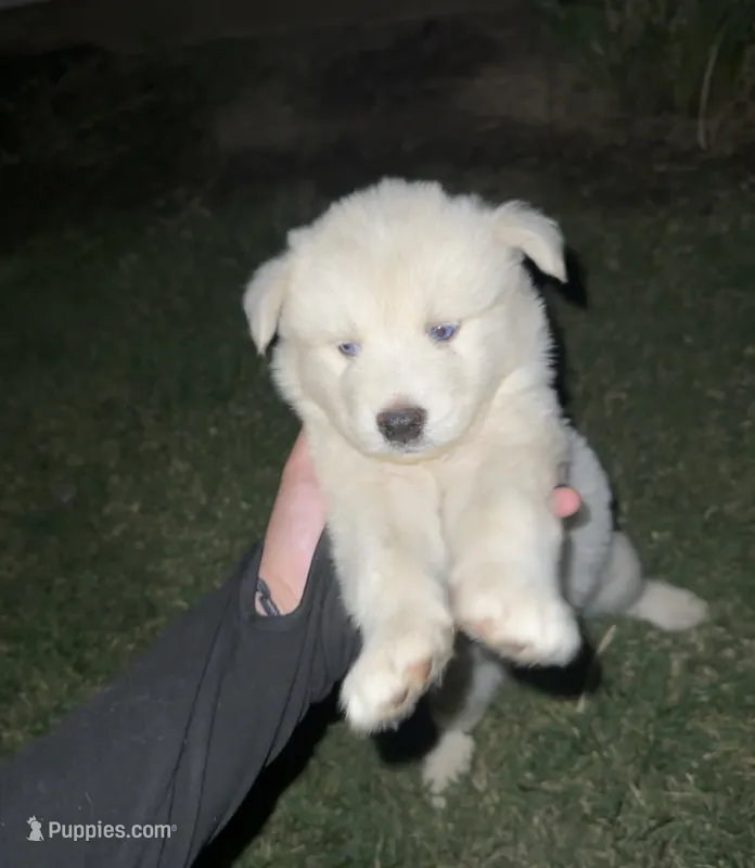 Fluffy  – Siberian Husky puppy for sale in Modesto, CA