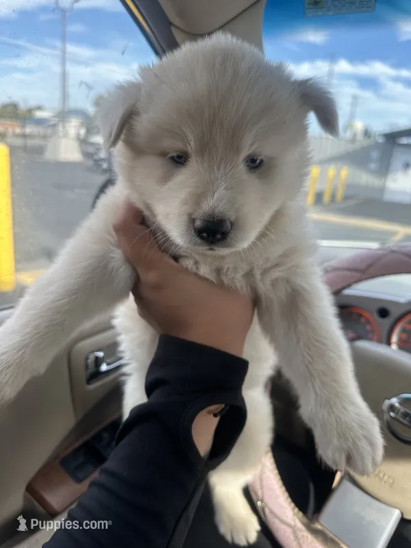 Snow – Siberian Husky puppy for sale in Modesto, CA