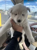 Snow, a female Siberian Husky for sale in Modesto, CA – 1 of 2