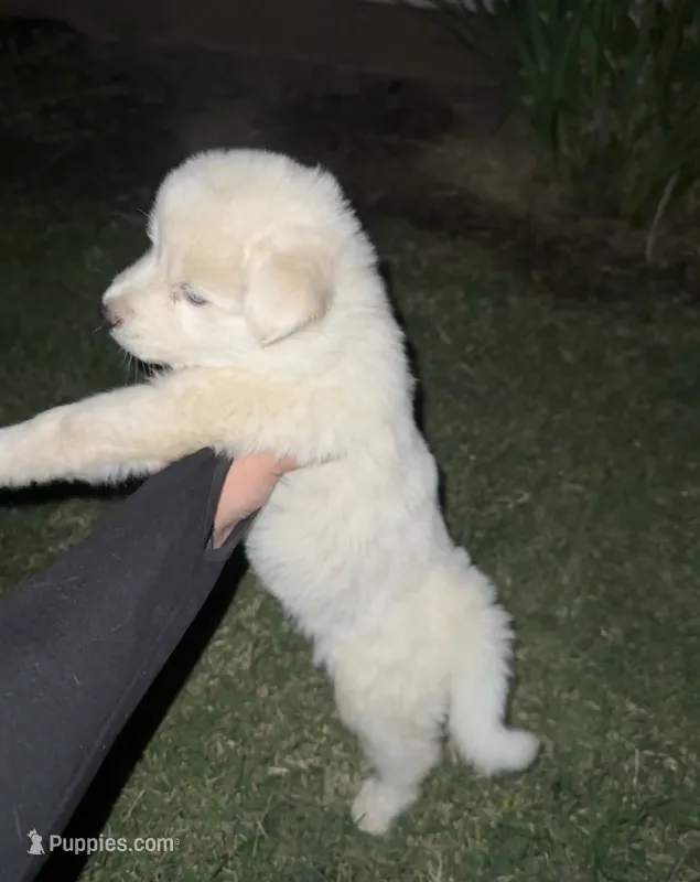 Fluffy  – Siberian Husky puppy for sale in Modesto, CA