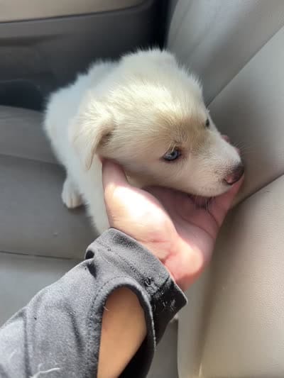 Snow, a female Siberian Husky for sale in Modesto, CA – 2 of 2