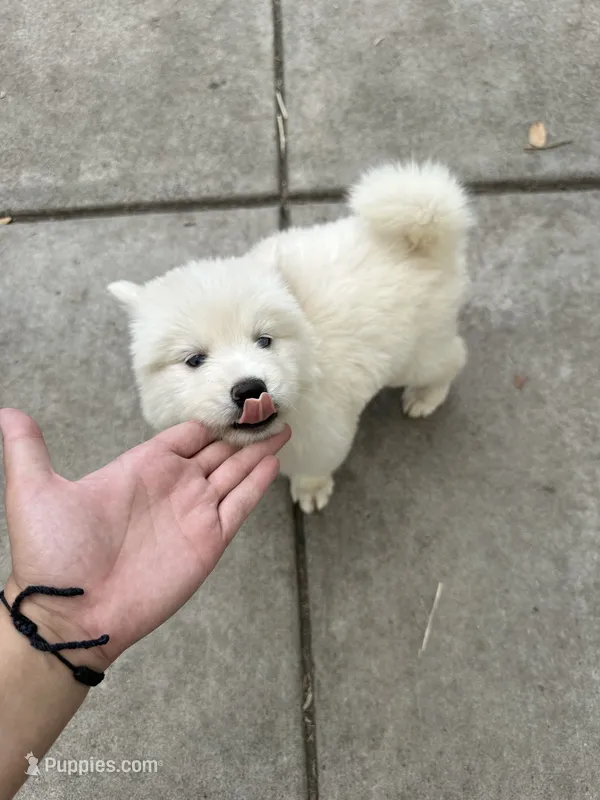 Fluffy  – Siberian Husky puppy for sale in Modesto, CA