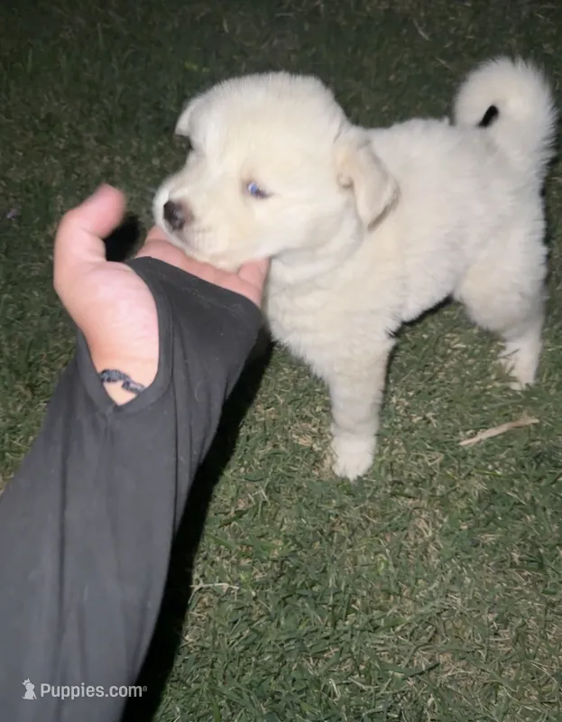 Fluffy  – Siberian Husky puppy for sale in Modesto, CA