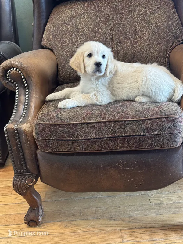 Cream boy – English Cream Golden Retriever puppy for sale in Russiaville, IN