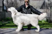 Cream boy, a male English Cream Golden Retriever for sale in Russiaville, IN – Photo 3 of 4