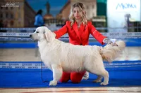Cream boy, a female English Cream Golden Retriever for sale in Russiaville, IN – Photo 4 of 5