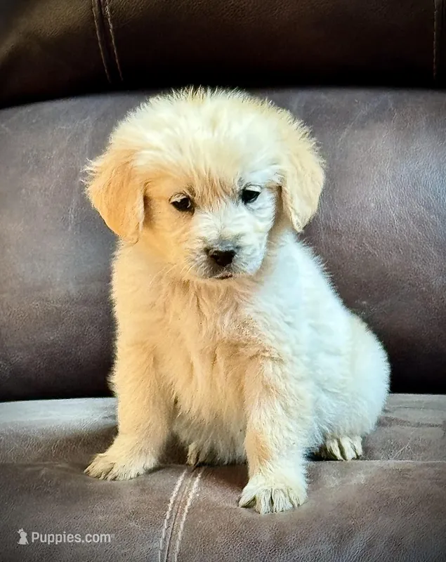 Cream boy – English Cream Golden Retriever puppy for sale in Russiaville, IN