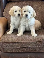 Cream boy, a female English Cream Golden Retriever for sale in Russiaville, IN – Photo 3 of 5