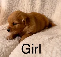 Dark girl, a female Golden Retriever for sale in Russiaville, IN – 1 of 5