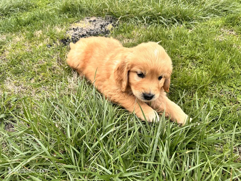 Golden girl – Golden Retriever puppy for sale in Russiaville, IN