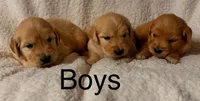 Male, a male Golden Retriever for sale in Russiaville, IN – 2 of 4