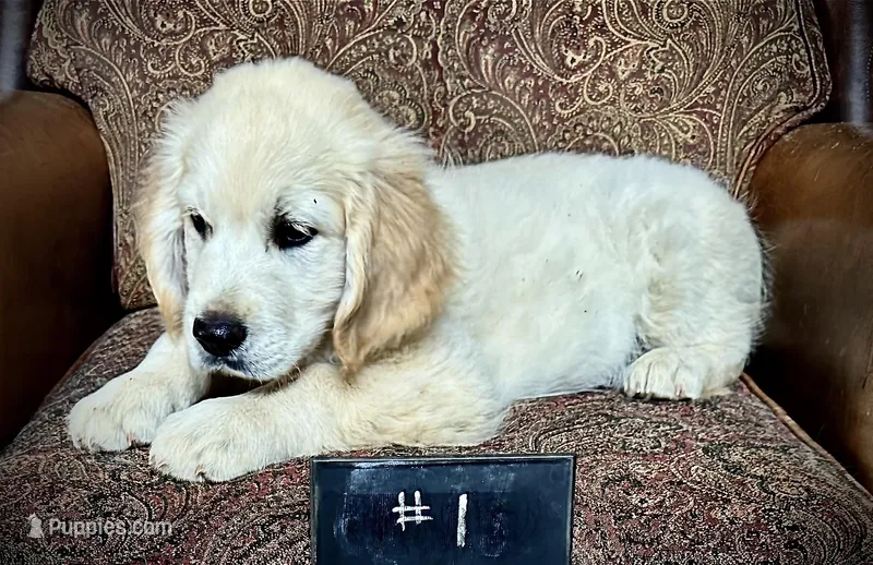 Cream female – English Cream Golden Retriever puppy for sale in Russiaville, IN