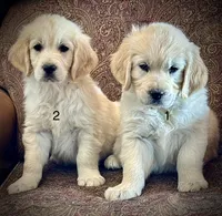 Cream female, a female English Cream Golden Retriever for sale in Russiaville, IN – Photo 3 of 4
