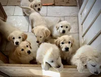 Cream female, a female English Cream Golden Retriever for sale in Russiaville, IN – Photo 4 of 4