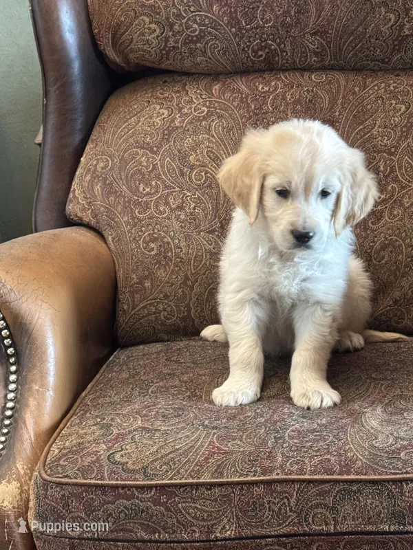 Cream female – English Cream Golden Retriever puppy for sale in Russiaville, IN