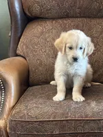 Cream female, a female English Cream Golden Retriever for sale in Russiaville, IN – Photo 1 of 4