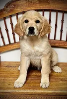 Golden girl, a female Golden Retriever for sale in Russiaville, IN – 2 of 5