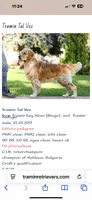 Golden girl, a female Golden Retriever for sale in Russiaville, IN – 5 of 5