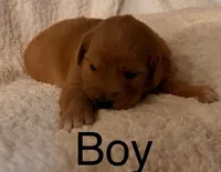 Male, a male Golden Retriever for sale in Russiaville, IN – 1 of 4