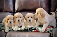 Girl , a female English Cream Golden Retriever for sale in Russiaville, IN – Photo 2 of 4