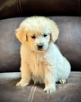 Girl , a female English Cream Golden Retriever for sale in Russiaville, IN – Photo 1 of 4