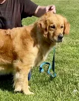 Dark girl, a female Golden Retriever for sale in Russiaville, IN – 3 of 5