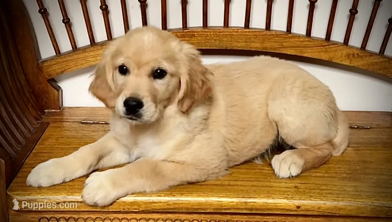 Golden girl – Golden Retriever puppy for sale in Russiaville, IN