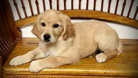 Golden girl, a female Golden Retriever for sale in Russiaville, IN – 1 of 5