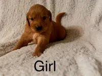 Dark girl, a female Golden Retriever for sale in Russiaville, IN – 2 of 5