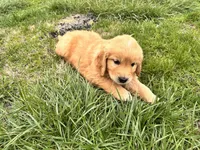 Golden male, a male Golden Retriever for sale in Russiaville, IN – Photo 1 of 3